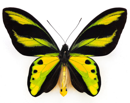 Ornithoptera tithonus misresiana ♂ (Arfak)