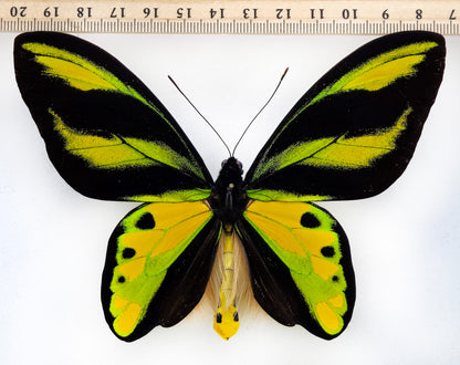 Ornithoptera tithonus misresiana ♂ (Arfak)