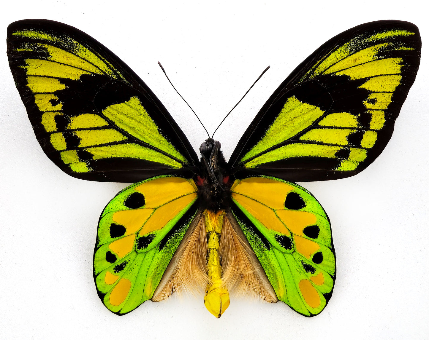 Ornithoptera tithonus misresiana ♂ (Arfak)