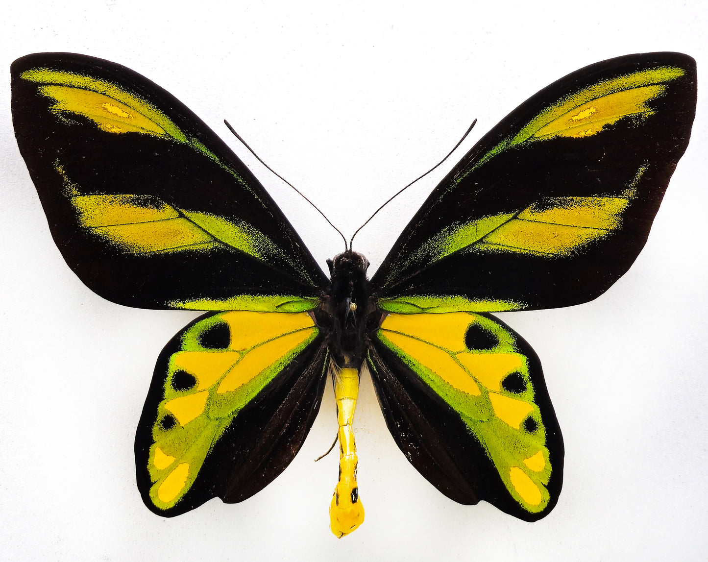 Ornithoptera tithonus misresiana ♂ (Arfak)