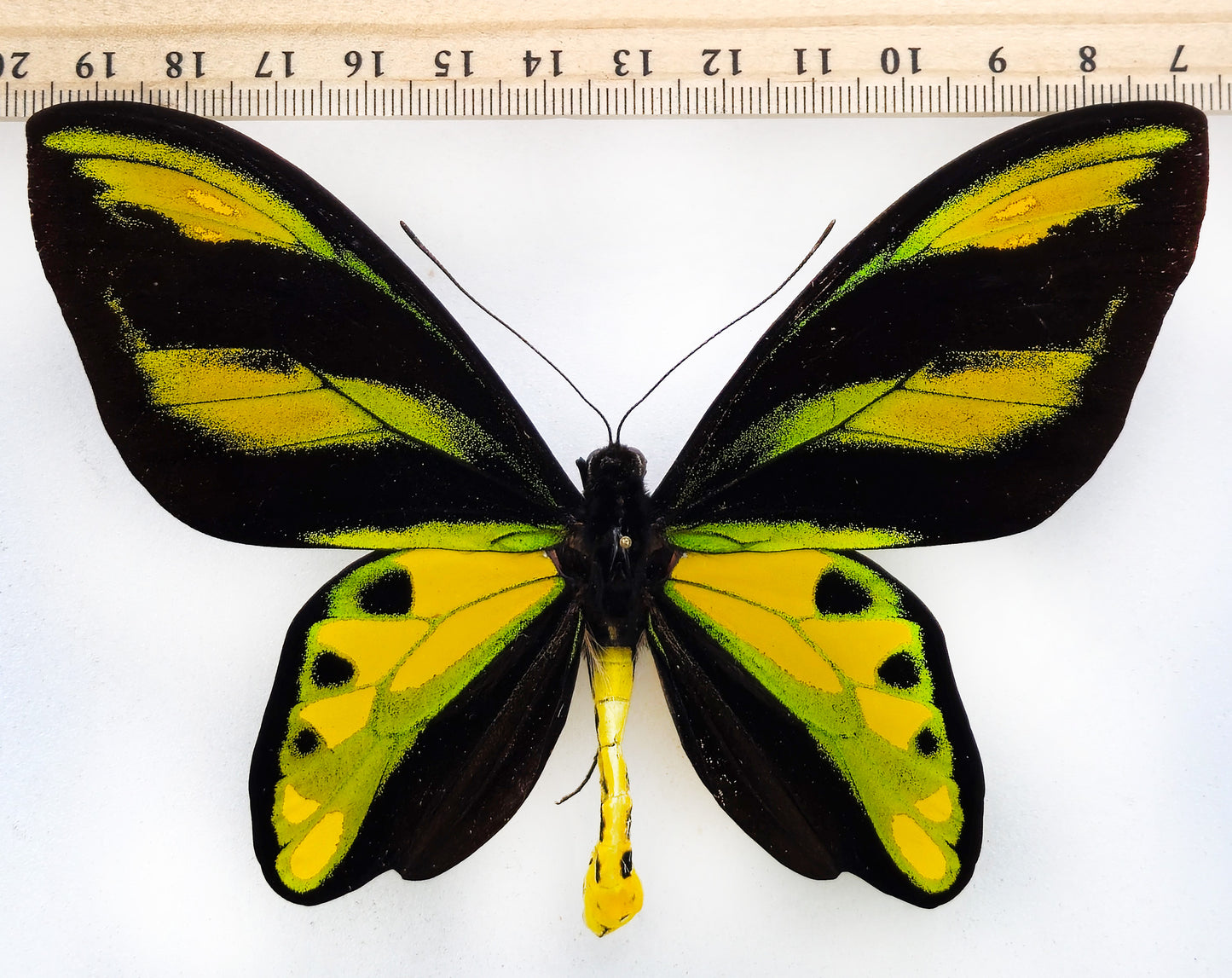 Ornithoptera tithonus misresiana ♂ (Arfak)