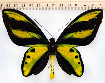 Ornithoptera tithonus misresiana ♂ (Arfak)