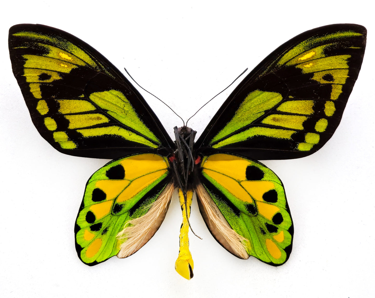 Ornithoptera tithonus misresiana ♂ (Arfak)