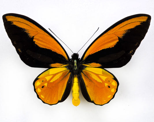 Ornithoptera croesus croesus ♂ (Bacan)