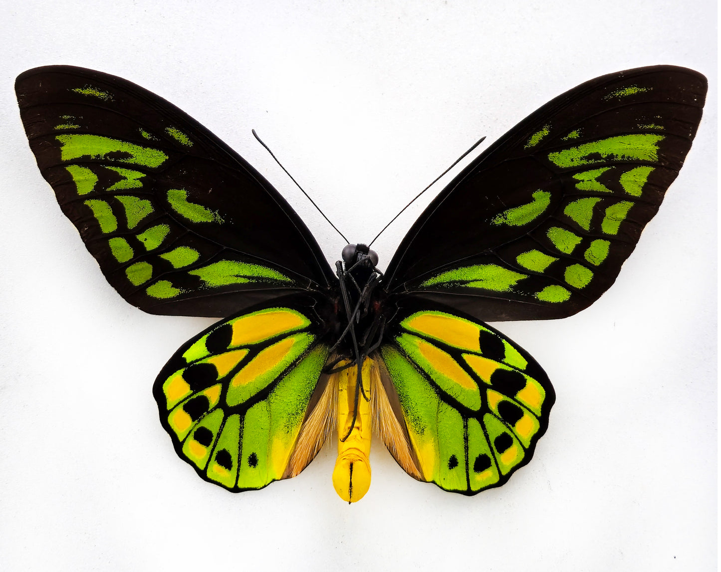 Ornithoptera croesus croesus ♂ (Bacane)