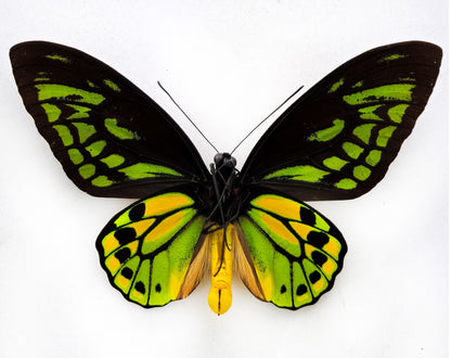 Ornithoptera croesus croesus ♂ (Bacane)