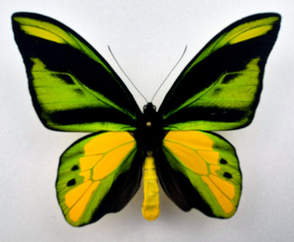 Ornithoptera chimaera charybdis ♂ f. (West Papua)