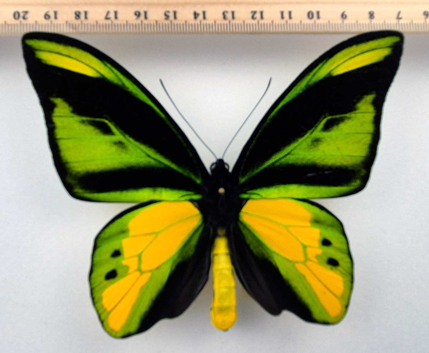 Ornithoptera chimaera charybdis ♂ f. (West Papua)