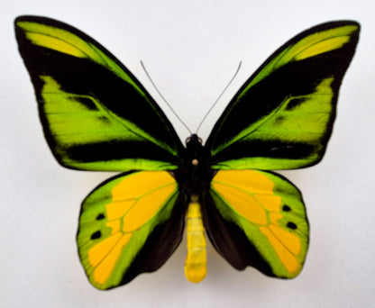 Ornithoptera chimaera charybdis ♂ f. (West Papua)