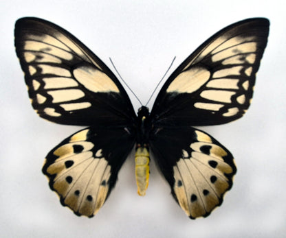 Ornithoptera priamus teucrus ♀ f. lemoulti (Biak)