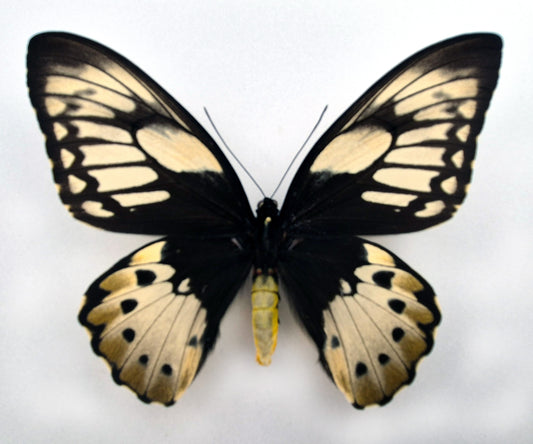 Ornithoptera priamus teucrus ♀ f. lemoulti (Biak)