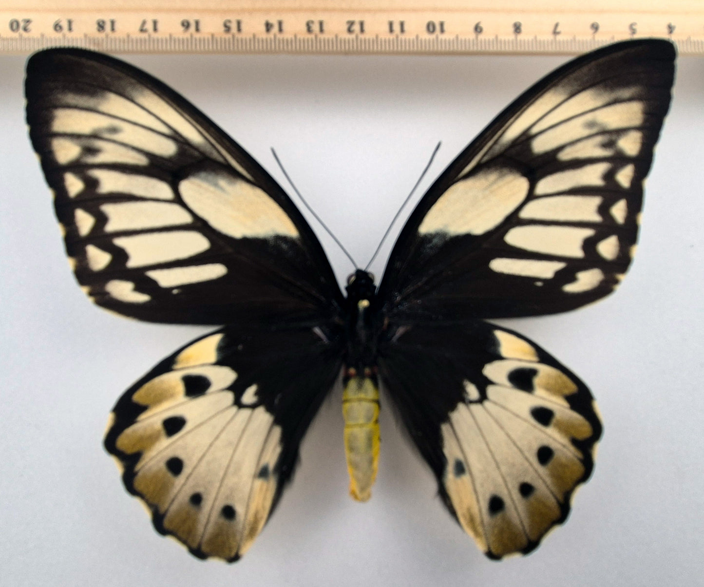 Ornithoptera priamus teucrus ♀ f. lemoulti (Biak)