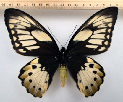 Ornithoptera priamus teucrus ♀ f. lemoulti (Biak)