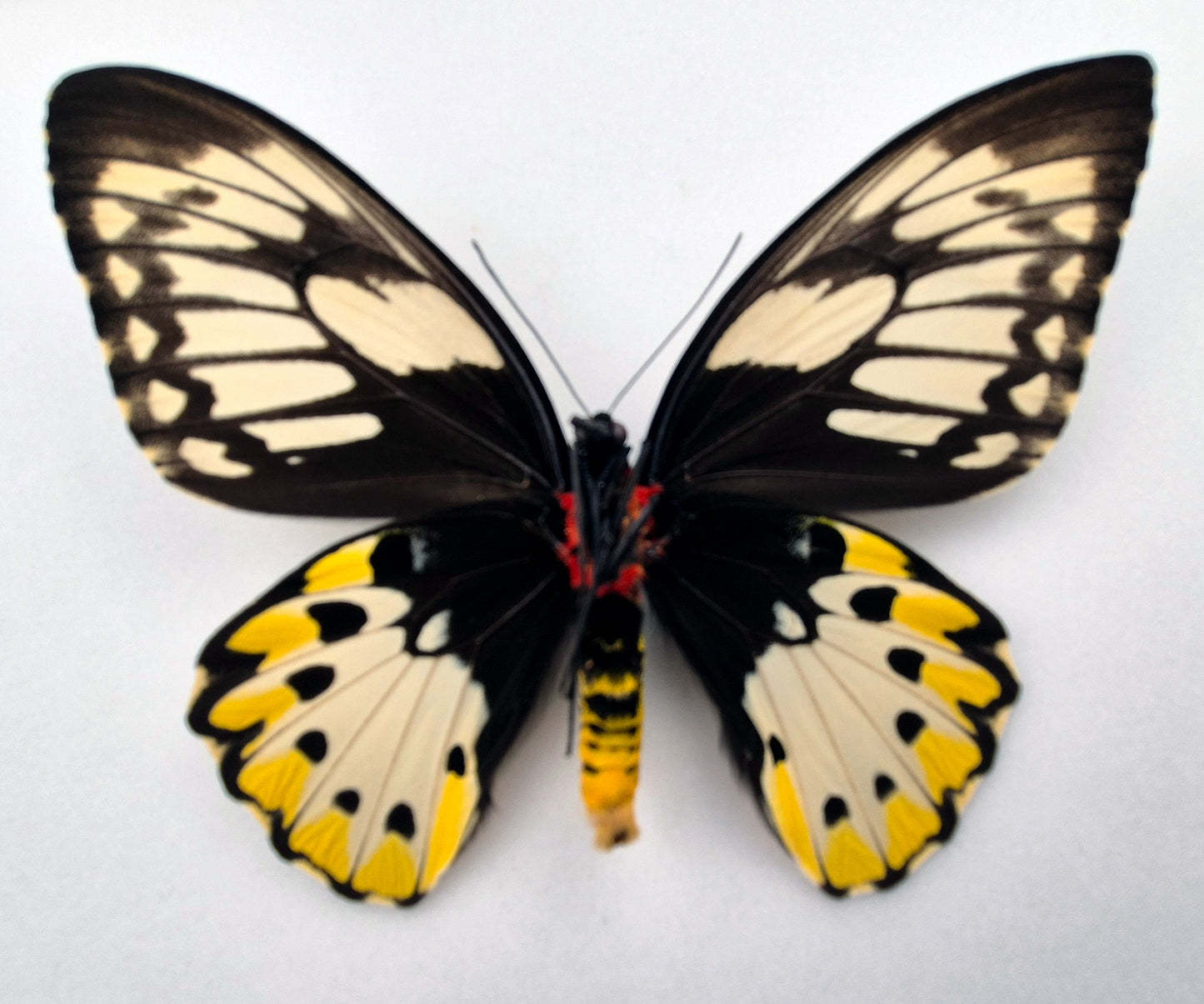 Ornithoptera priamus teucrus ♀ f. lemoulti (Biak)