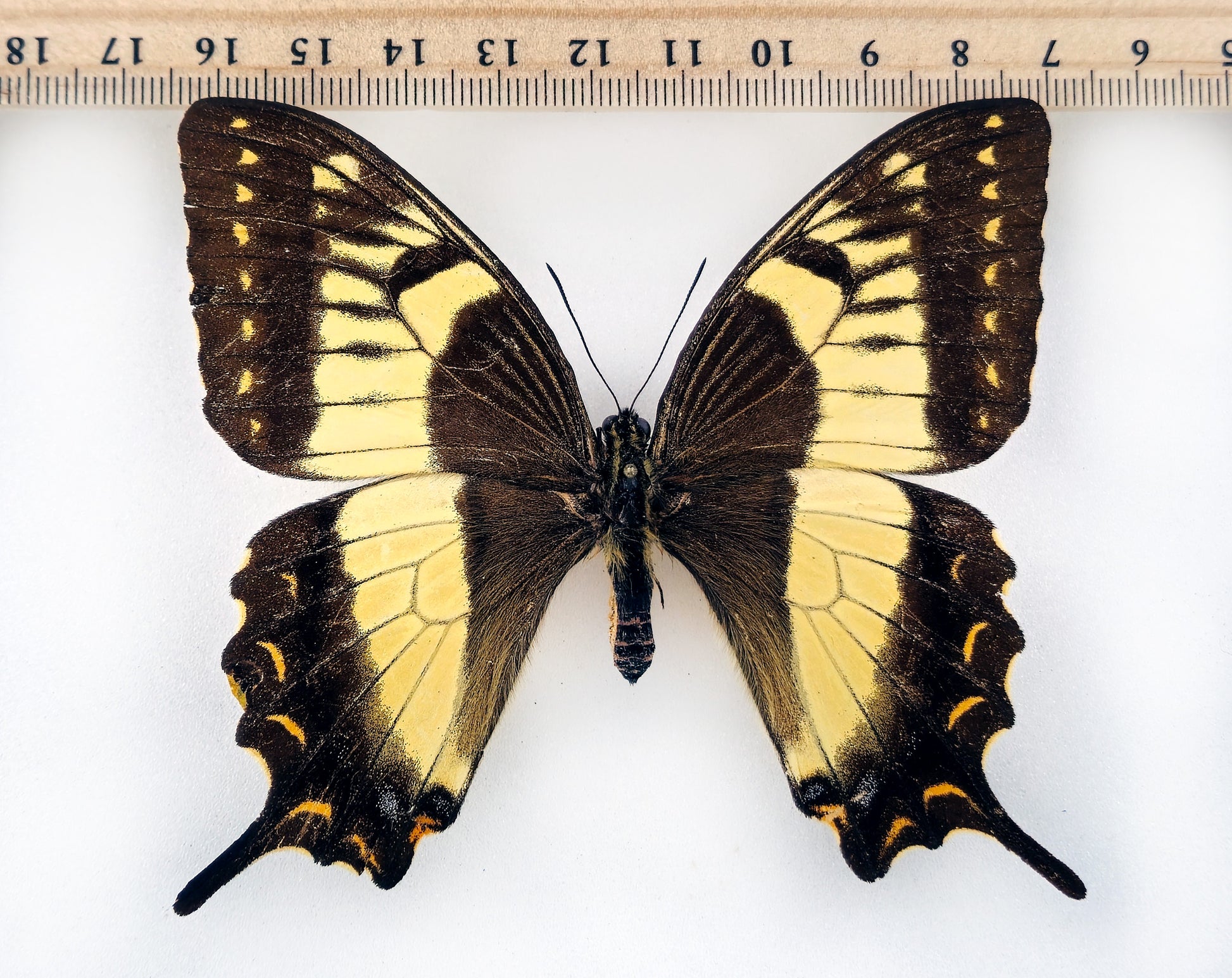 Papilio esperanza ♀ (Mexico) with permit! – InsectsandMore