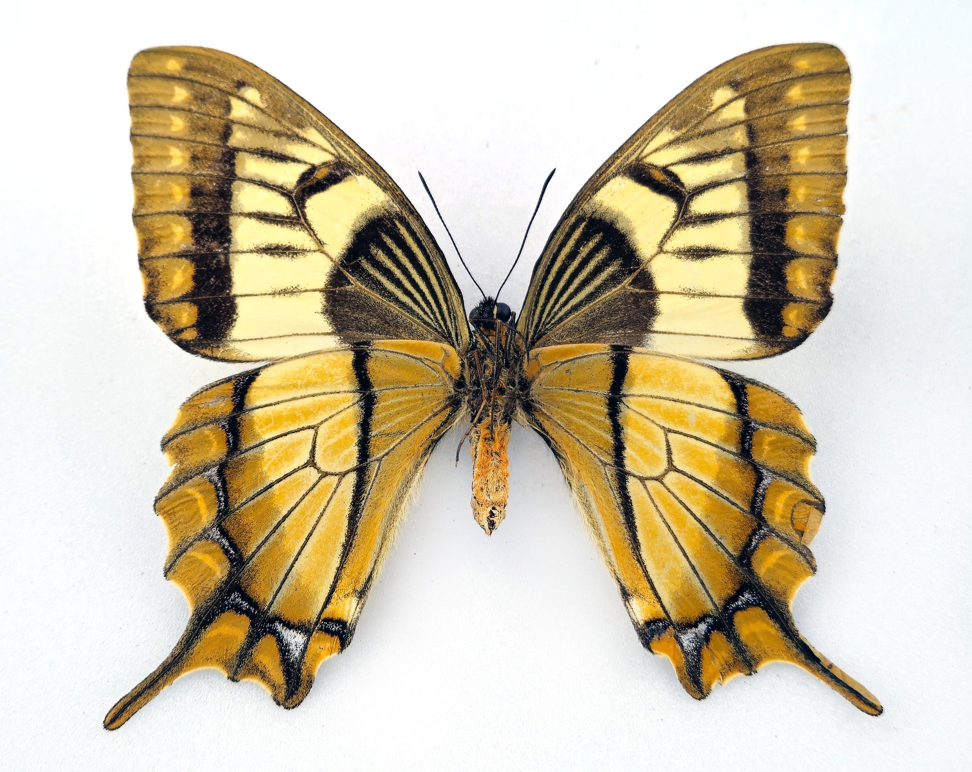 Papilio esperanza ♀ (Mexico) with permit! – InsectsandMore