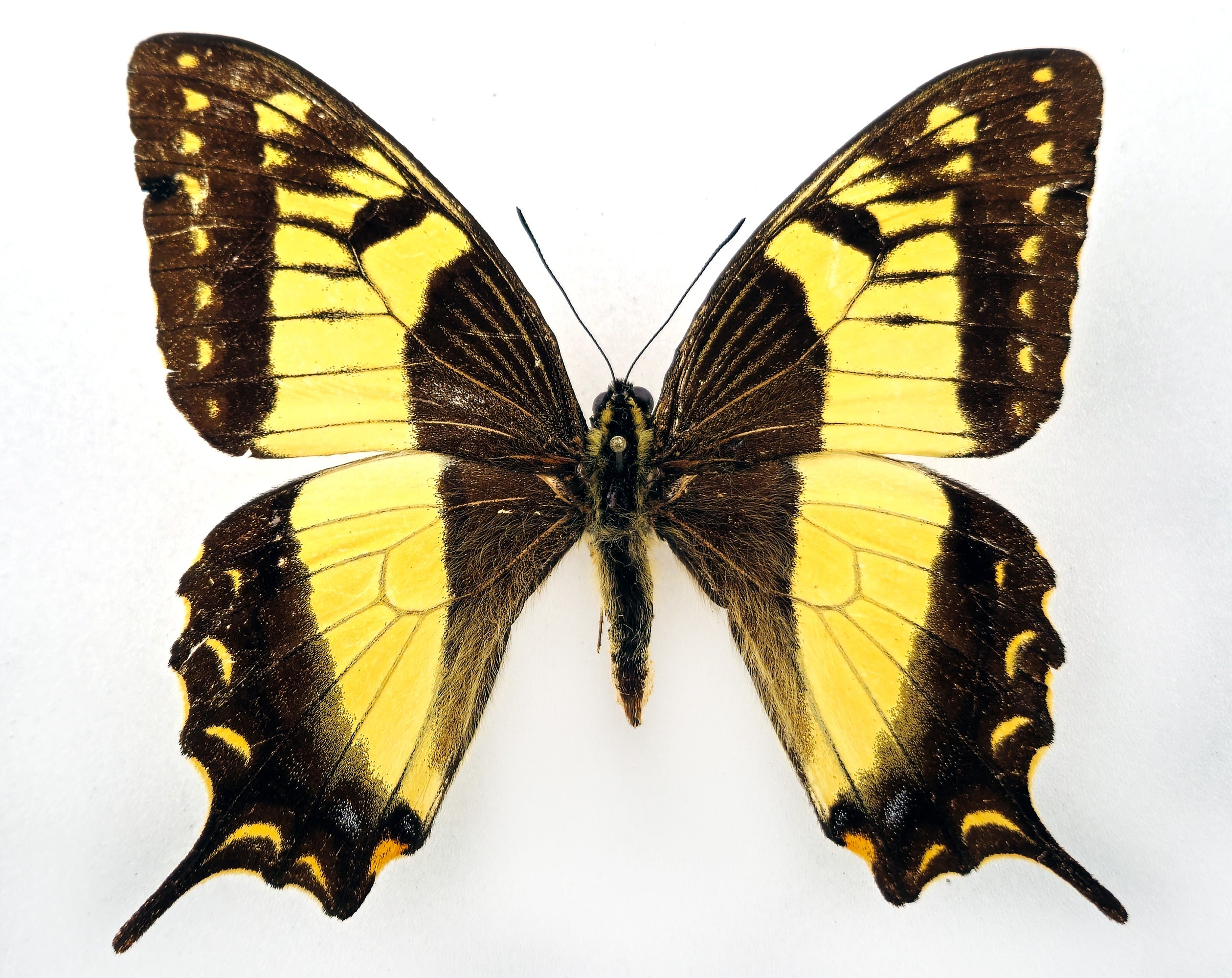 Papilio esperanza ♂ (Mexico) with permit! – InsectsandMore