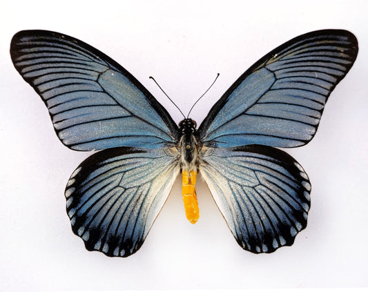 Papilio zalmoxis ♂ seltene Aberration (Afrika)