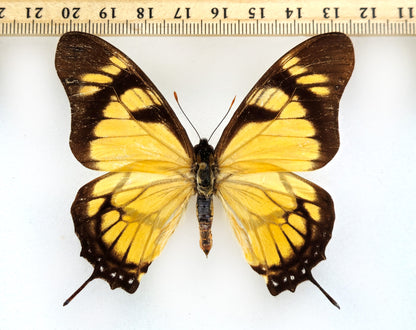 Eurytides iphitas ♂ (Brazil) extinct!?