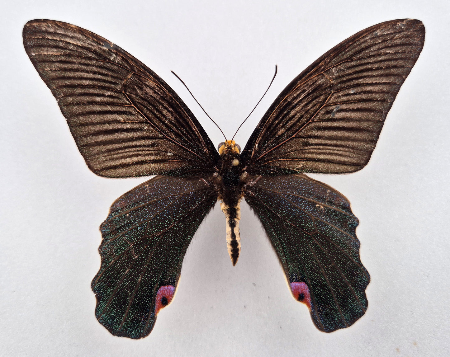 Papilio elephenor ♂ (Indien) WORLD RARITY!