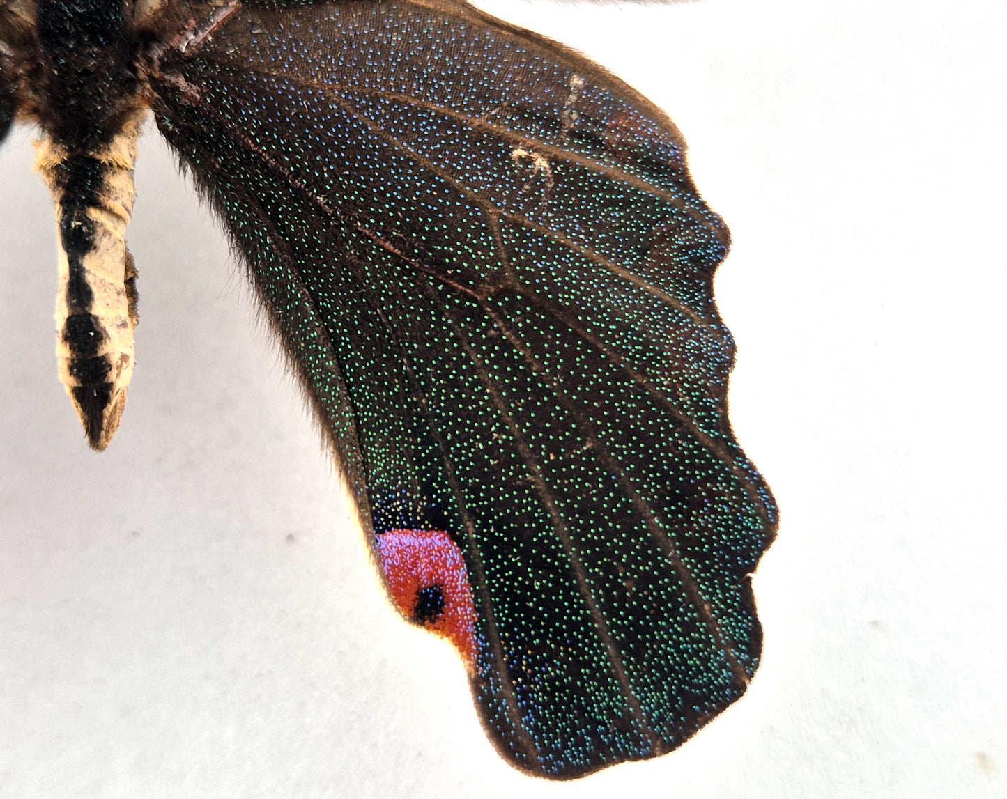 Papilio elephenor ♂ (Indien) WORLD RARITY!