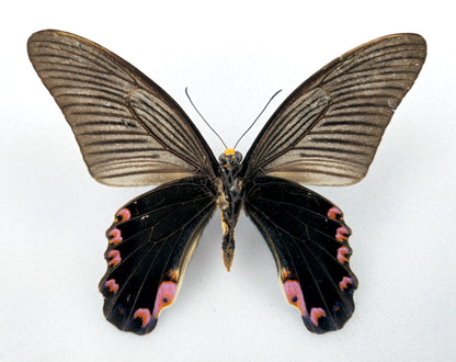 Papilio elephenor ♂ (Indien) WORLD RARITY!