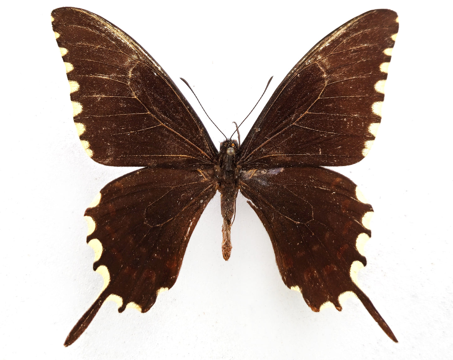 Papilio oxynius ♂ (Cuba) ex coll. Le Moult