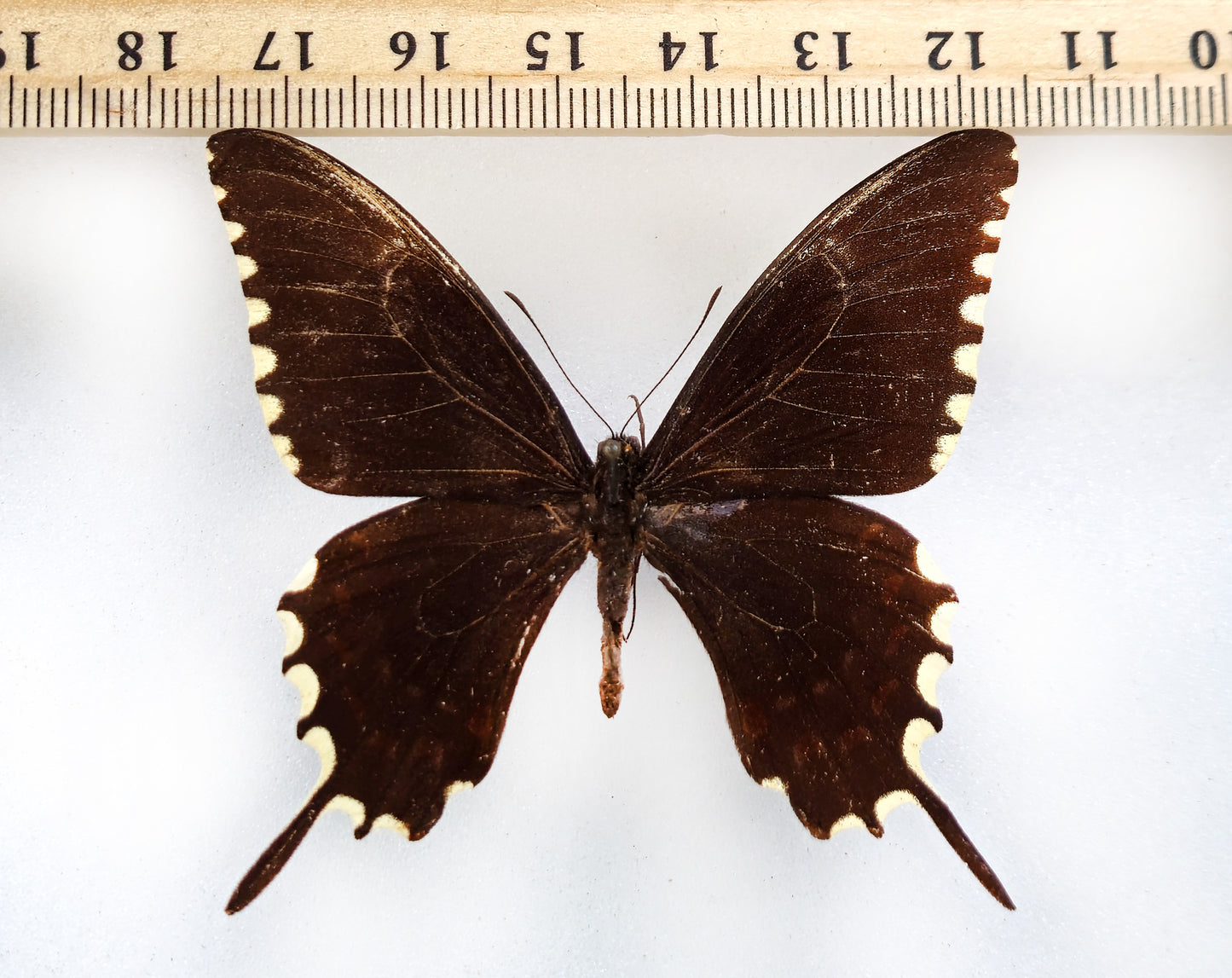 Papilio oxynius ♂ (Cuba) ex coll. Le Moult