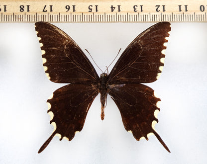 Papilio oxynius ♂ (Cuba) ex coll. Le Moult