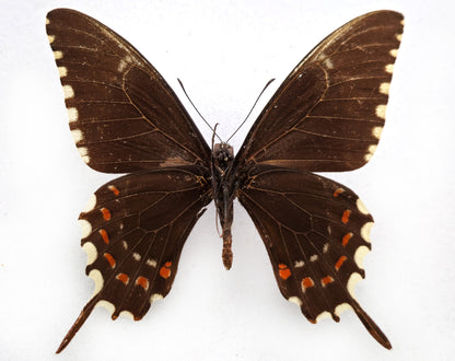 Papilio oxynius ♂ (Cuba) ex coll. Le Moult