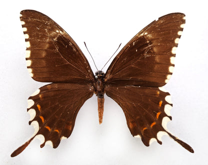 Papilio oxynius ♀ (Cuba) ex coll. Le Moult