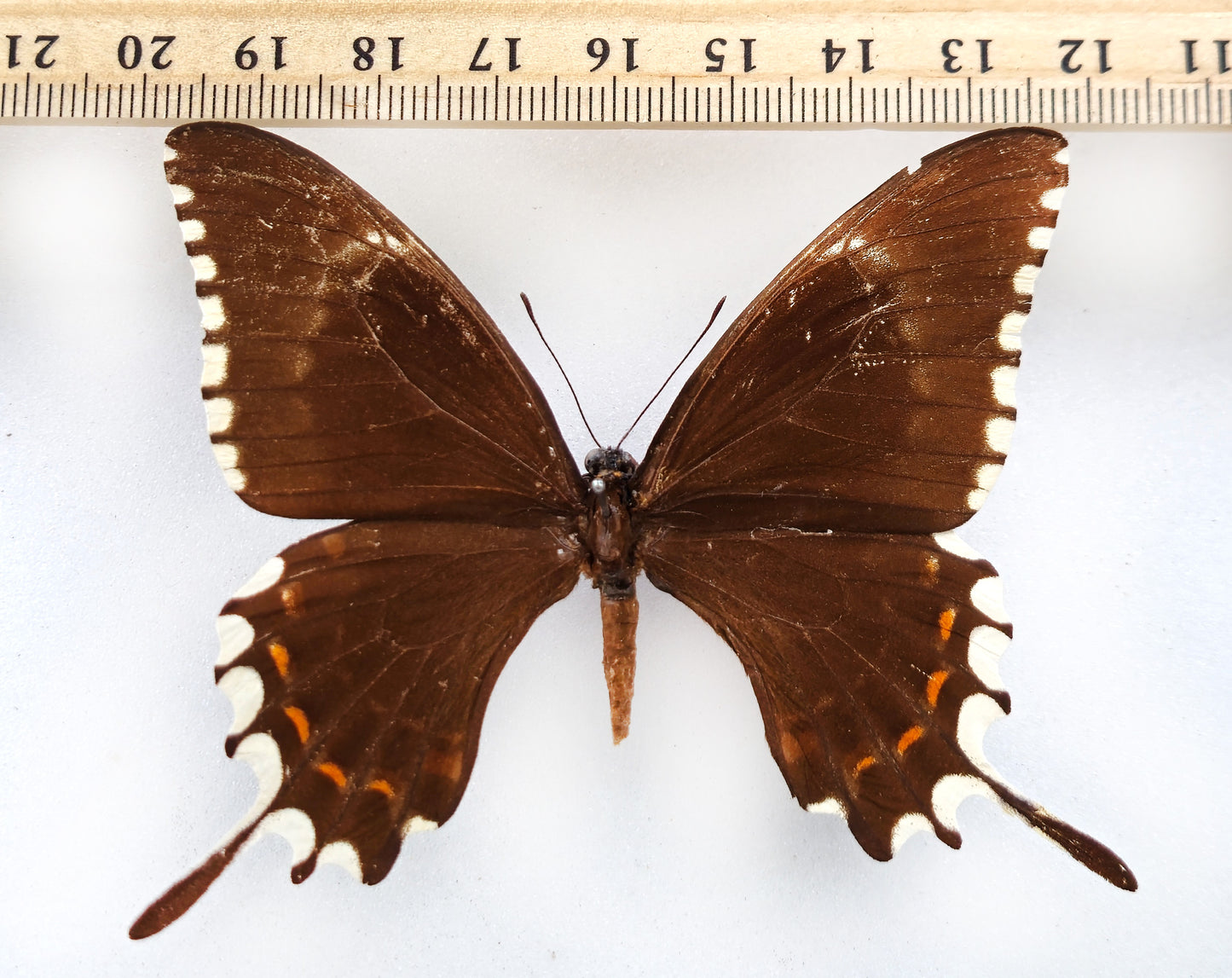 Papilio oxynius ♀ (Cuba) ex coll. Le Moult