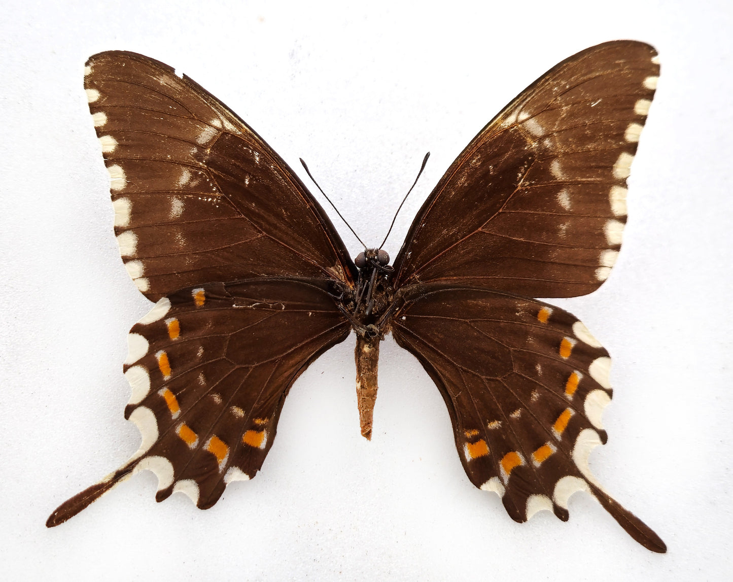 Papilio oxynius ♀ (Cuba) ex coll. Le Moult