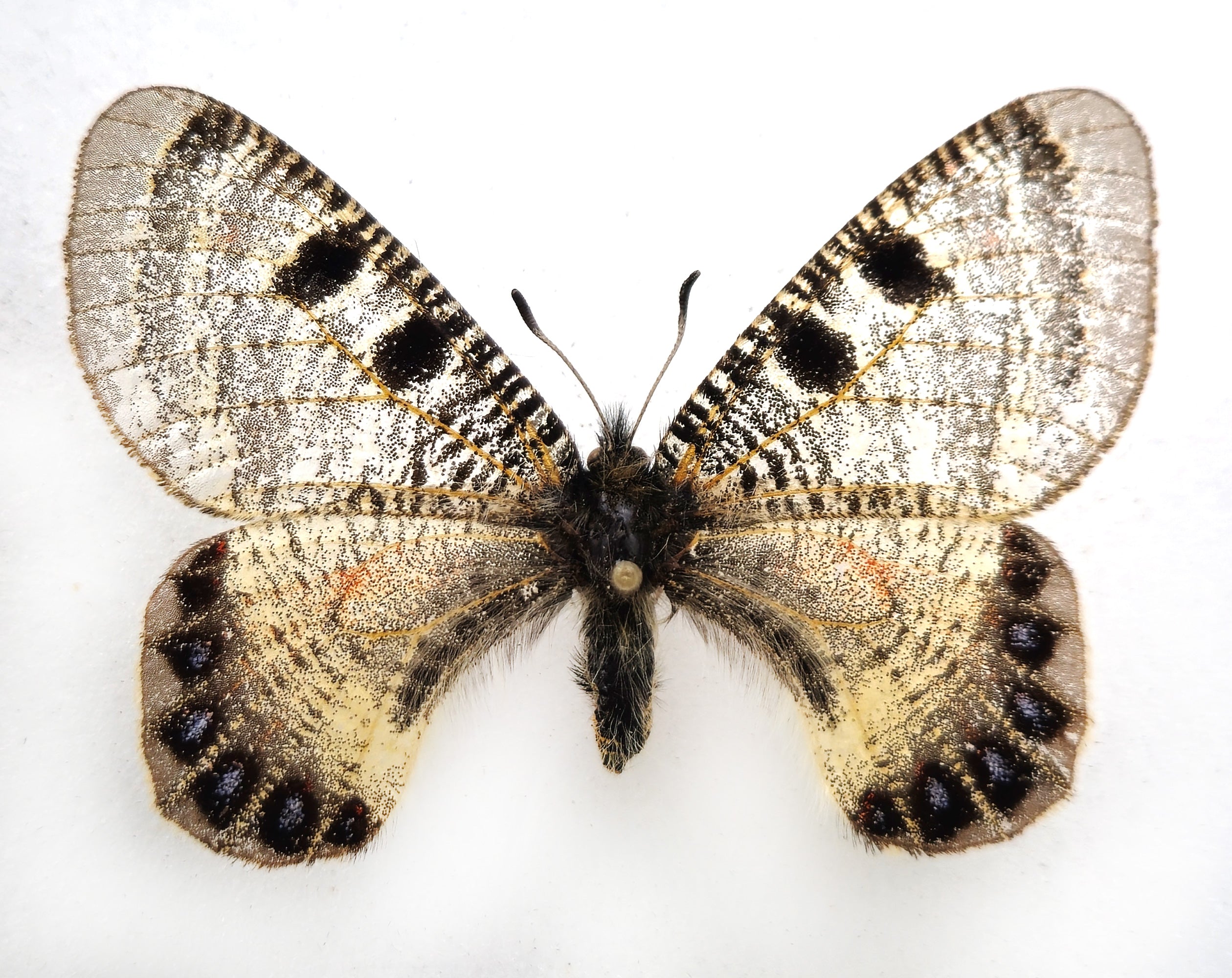 Paratype Insect Archon nekodemusi PARATYPE ♀ (Türkiye) extinct! (copy) – InsectsandMore