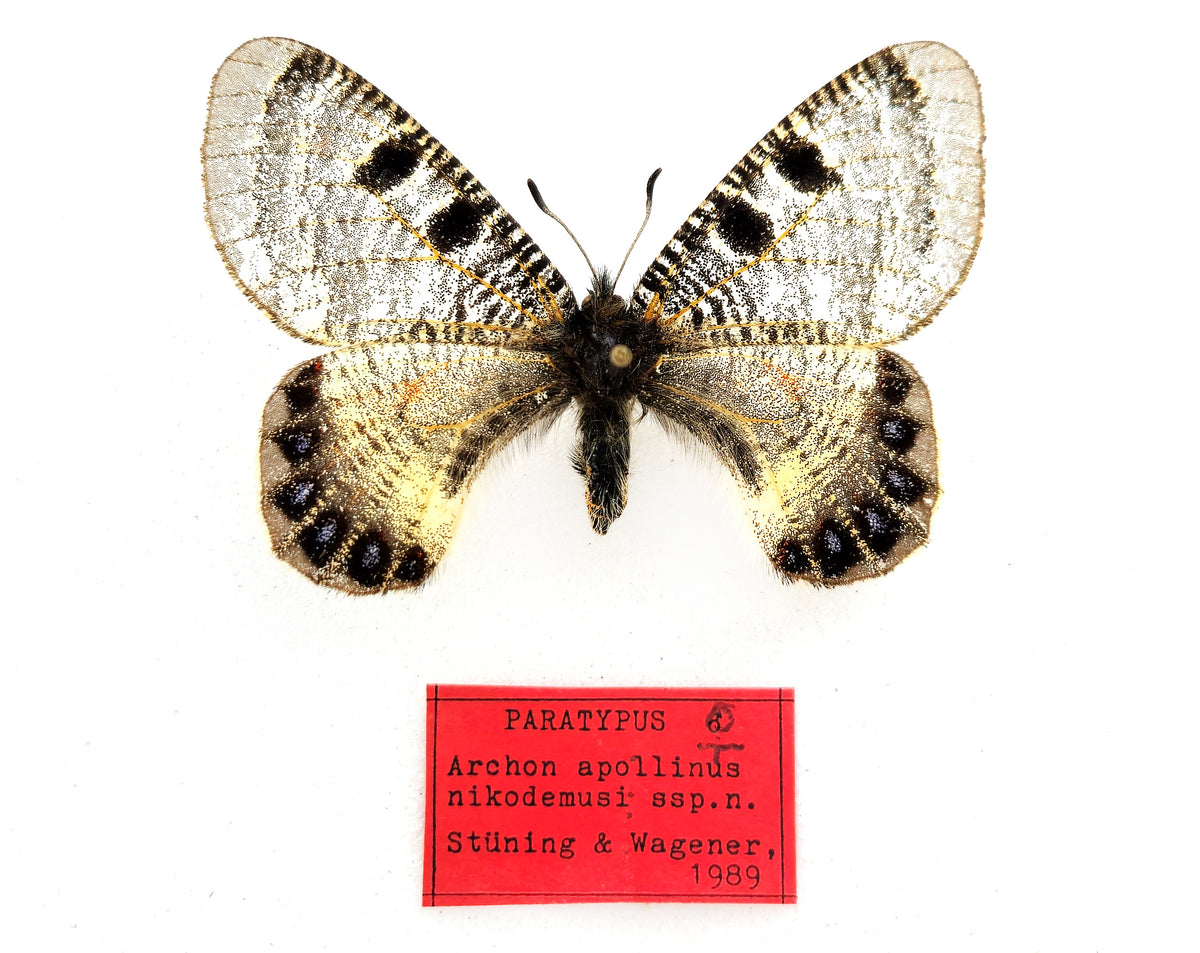 Paratype Insect Archon nekodemusi PARATYPE ♀ (Türkiye) extinct! (copy) – InsectsandMore