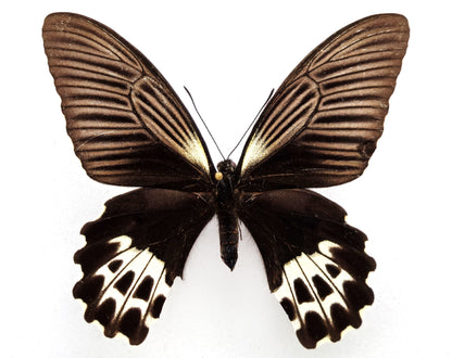 Papilio forbesi ♀ (Sumatra occidental)