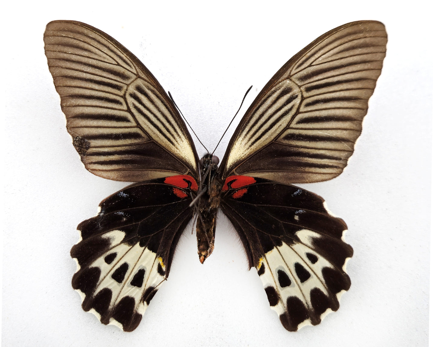 Papilio forbesi ♀ (Sumatra occidental)