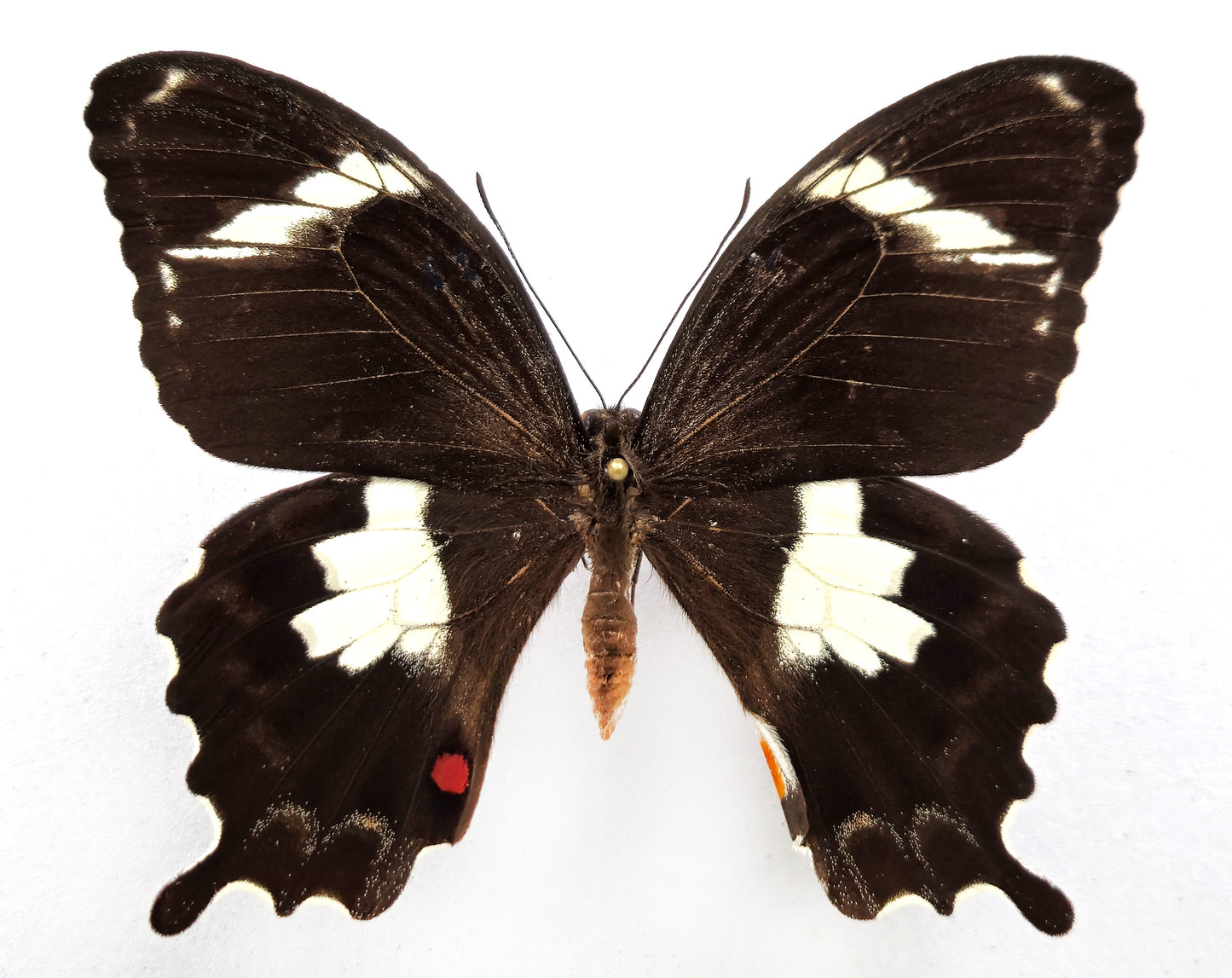 Papilio amynthor ♂ (Nouvelle-Calédonie)