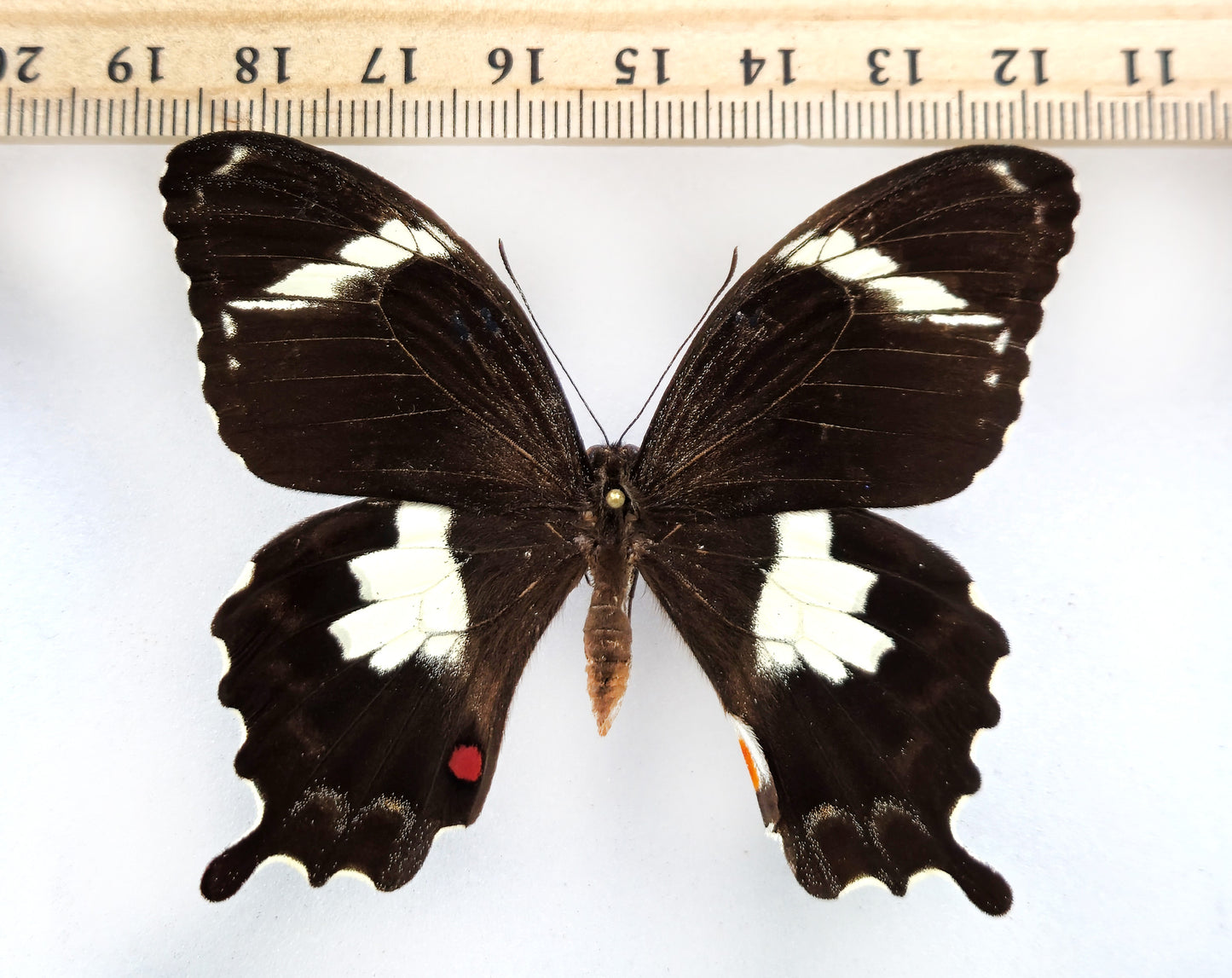 Papilio amynthor ♂ (Nouvelle-Calédonie)