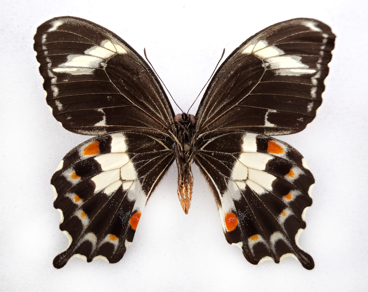 Papilio amynthor ♂ (Nouvelle-Calédonie)