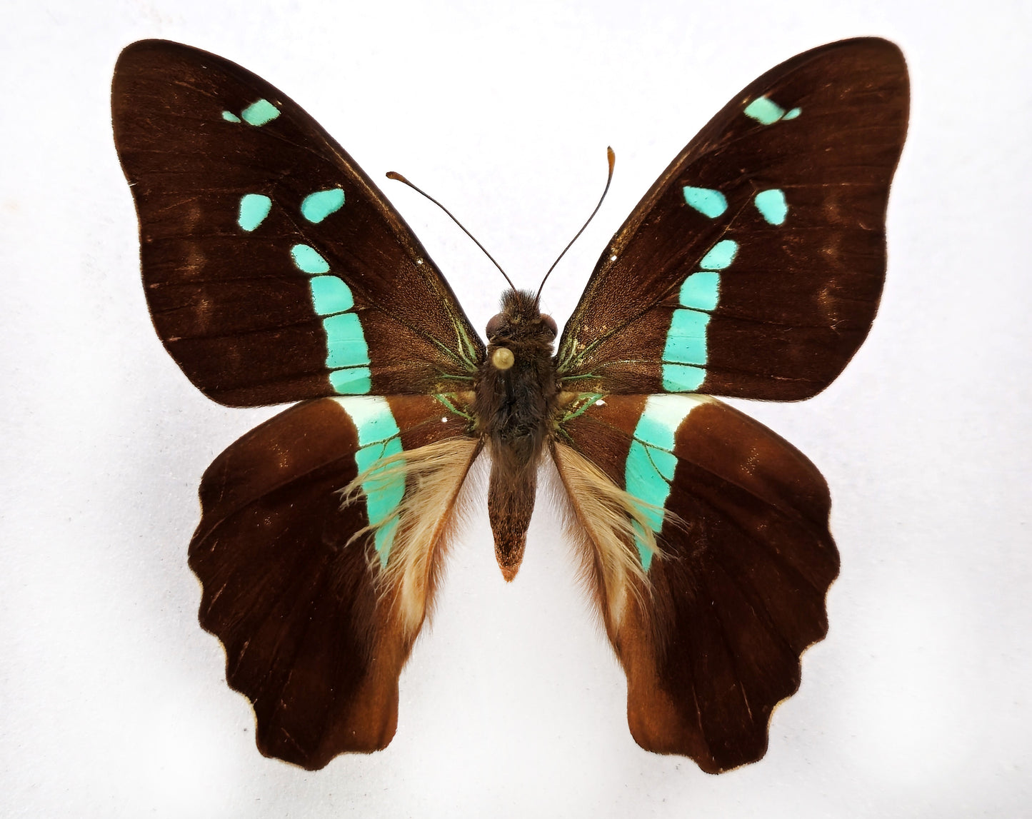 Graphium gelon ♂ (Nouvelle-Calédonie)