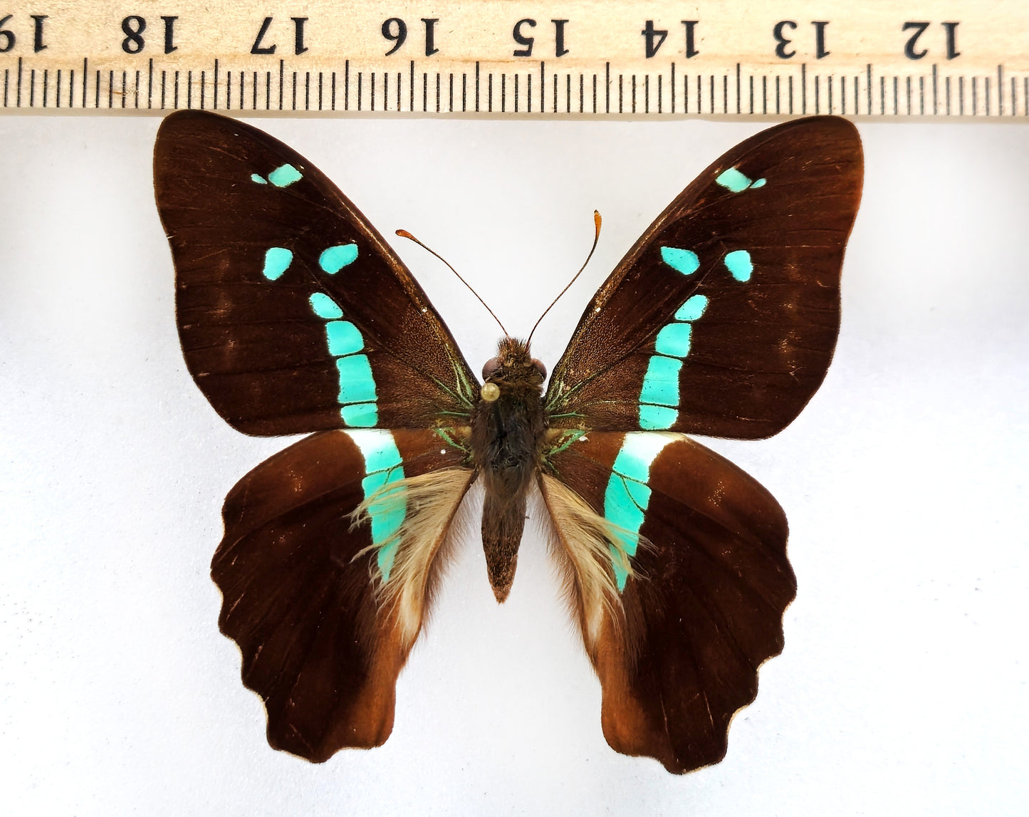 Graphium gelon ♂ (Nouvelle-Calédonie)