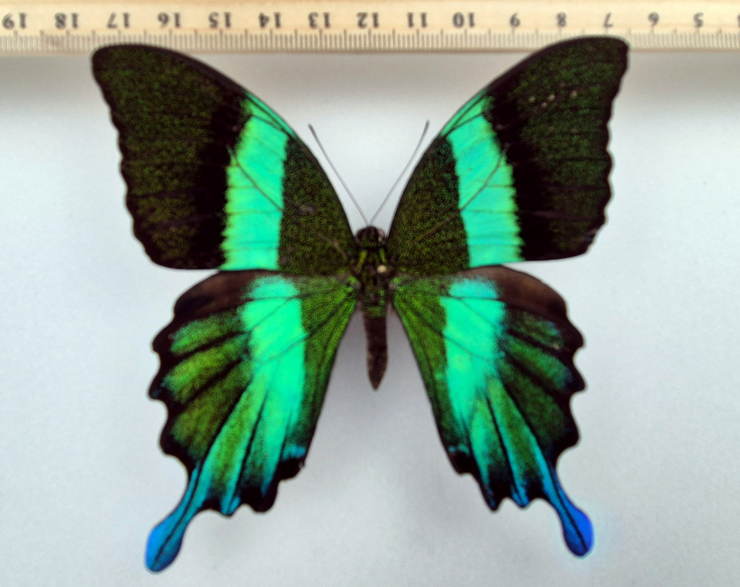 Papilio blumei ♂ (Peru) Extrem seltene Aberration