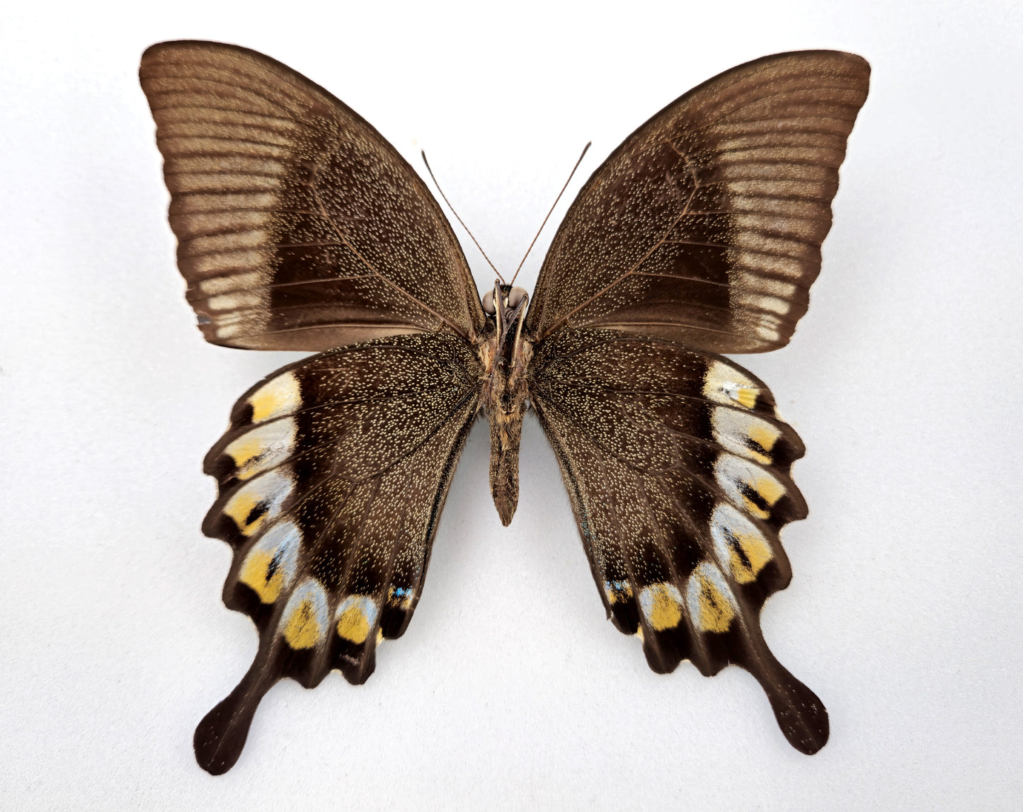 Papilio blumei ♂ (Peru) Extrem seltene Aberration