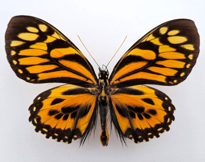 Papilio neyii ♂ (Peru) Superb