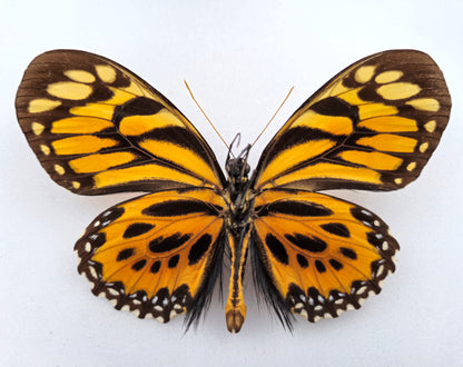 Papilio neyii ♂ (Peru) Superb