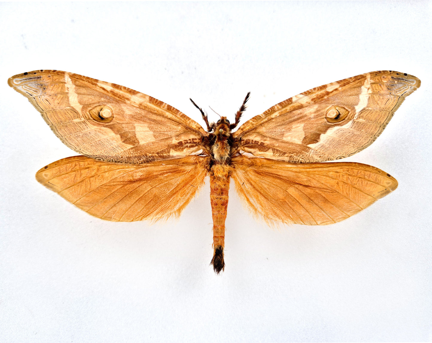 Zelotypia stacyi ♂ (Australia) XL