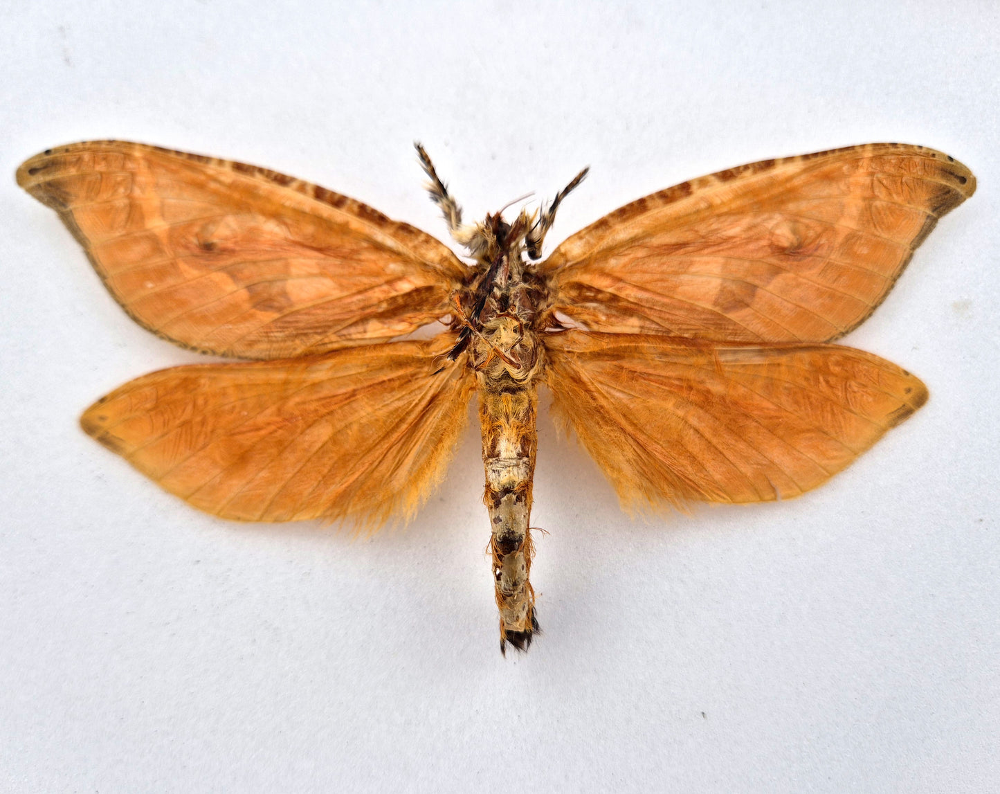 Zelotypia stacyi ♂ (Australia) XL