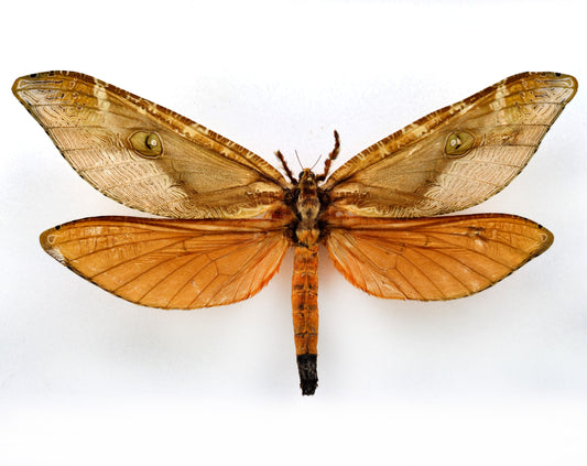 Zelotypia stacyi ♀ (Australia) XXL