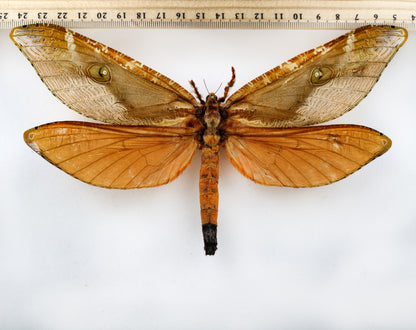 Zelotypia stacyi ♀ (Australia) XXL